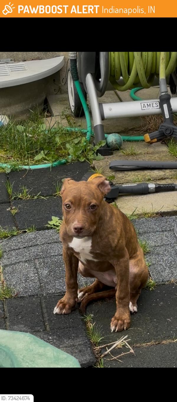 Found/Stray Female Dog last seen Knollton Rd/Crooked Creek, Indianapolis, IN 46228