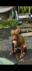 Found/Stray Female Dog last seen Knollton Rd/Crooked Creek, Indianapolis, IN 46228
