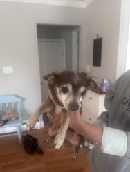 Found/Stray Male Dog last seen Berwyn PA, Berwyn, IL 60402