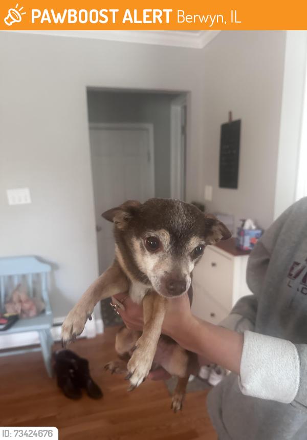 Found/Stray Male Dog last seen Berwyn PA, Berwyn, IL 60402