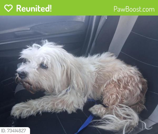 Reunited Male Dog last seen Waterman Ave and Rialto Ave, San Bernardino, CA 92408