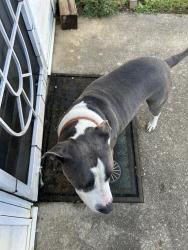 Found/Stray Male Dog last seen US-80, Shorter, AL 36075