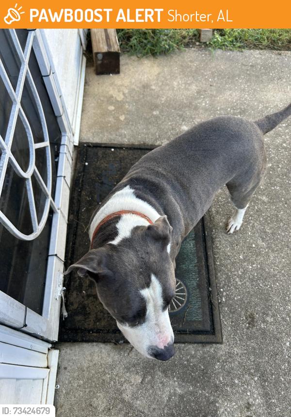 Found/Stray Male Dog last seen US-80, Shorter, AL 36075