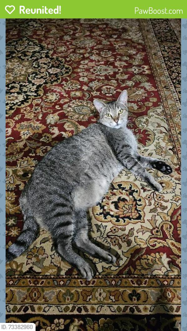 Reunited Male Cat last seen 34th ST W & 2nd Ave W, West Bradenton, FL 34205