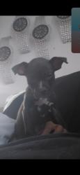 Lost Female Dog last seen Schaefer Hwy Chippewa, Detroit, MI 48235