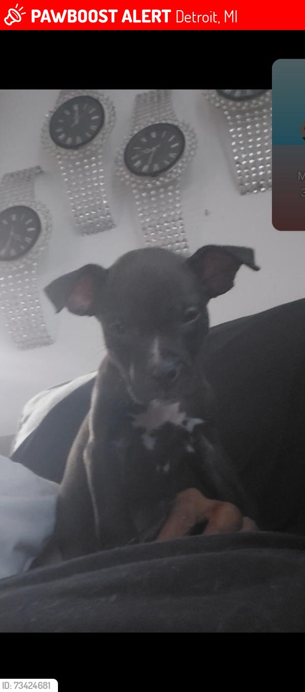 Lost Female Dog last seen Schaefer Hwy Chippewa, Detroit, MI 48235