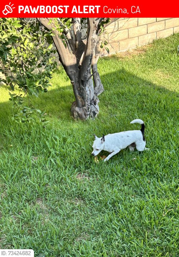 Lost Male Dog last seen west badillo and azusa, Covina, CA 91722