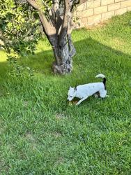 Lost Male Dog last seen west badillo and azusa, Covina, CA 91722