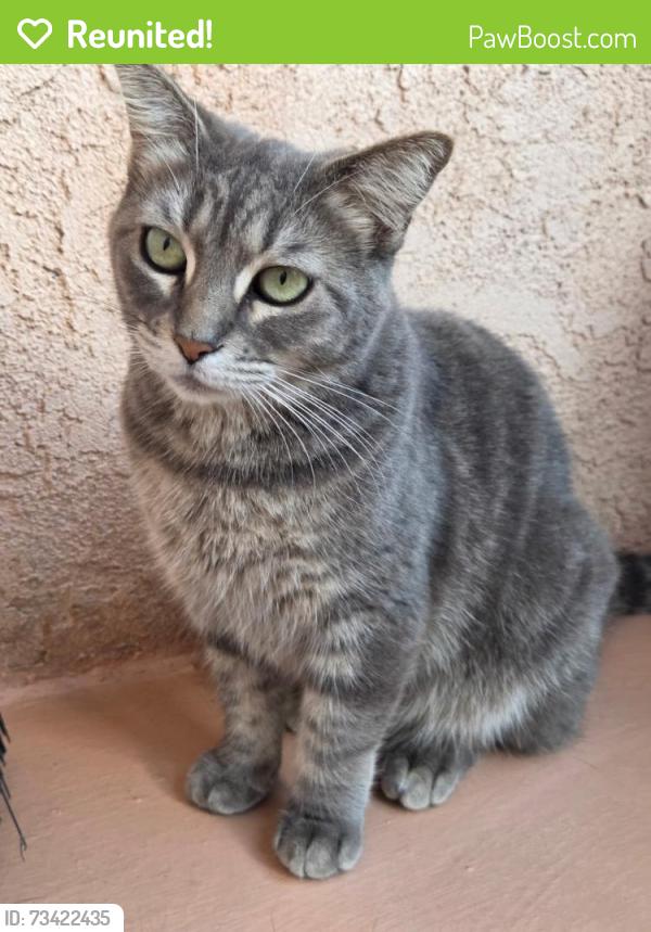 Reunited Female Cat last seen Snow Dr & Bonnie Beach, Los Angeles, CA 90063