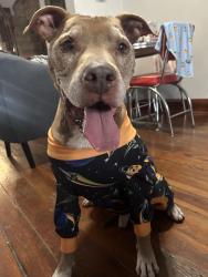 Reunited Male Dog last seen Near Scott steet, Baltimore, MD 21230