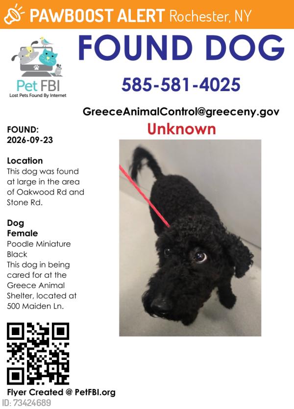 Found/Stray Female Dog last seen Oakwood Rd/Stone Rd, Rochester, NY 14616