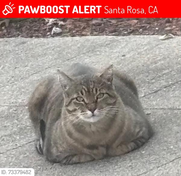 Lost Male Cat last seen McDonald Ave, across street from Grocery Outlet, Santa Rosa, CA 95404
