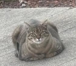 Lost Male Cat last seen McDonald Ave, across street from Grocery Outlet, Santa Rosa, CA 95404