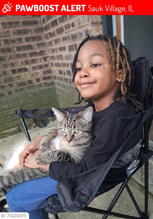 Lost Male Cat last seen Jeffery ave, Sauk Village, IL 60411