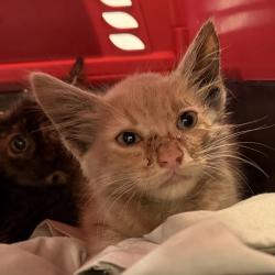 Shelter Stray Unknown Cat last seen Near Alesmith Court, San Diego, CA, 92126, 5500 Gaines St, San Diego, CA 92110, USA