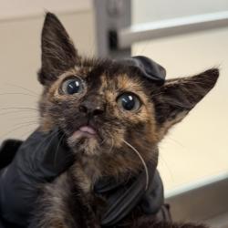 Shelter Stray Female Cat last seen Near Alesmith Court, San Diego, CA, 92126, 5500 Gaines St, San Diego, CA 92110, USA