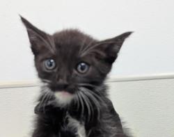 Shelter Stray Male Cat last seen Near 35th, San Diego, CA, 92102, 5500 Gaines St, San Diego, CA 92110, USA