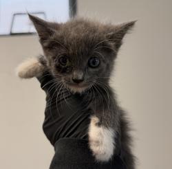 Shelter Stray Female Cat last seen Near 35th Street, San Diego, CA, 92102, 5500 Gaines St, San Diego, CA 92110, USA