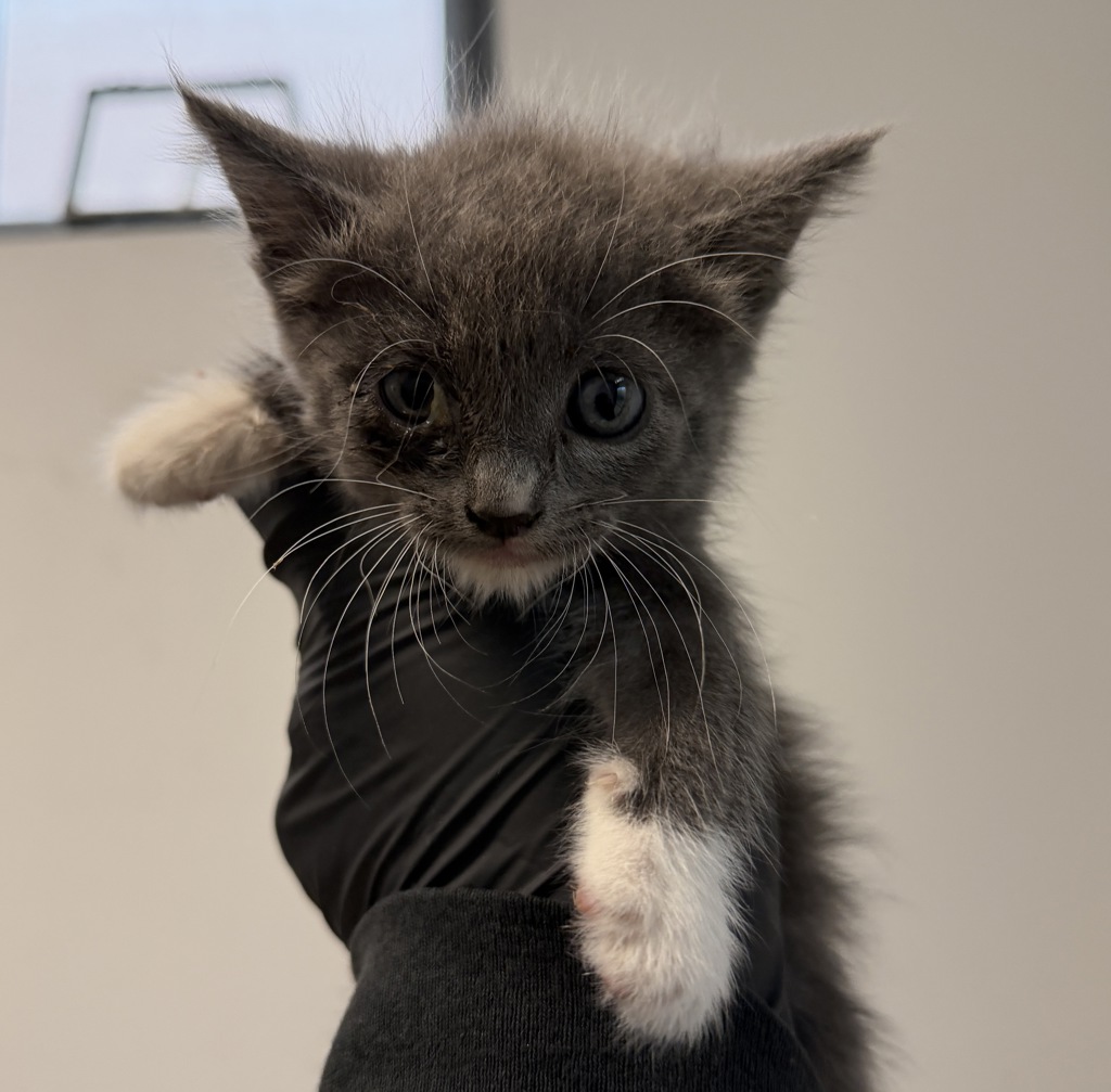 Shelter Stray Female Cat last seen Near 35th Street, San Diego, CA, 92102, 5500 Gaines St, San Diego, CA 92110, USA