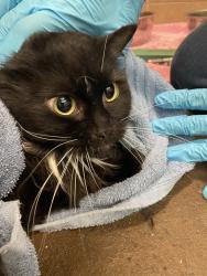 Shelter Stray Female Cat last seen OR, 1700 W Historic Columbia River Hwy, Troutdale, OR 97060, USA