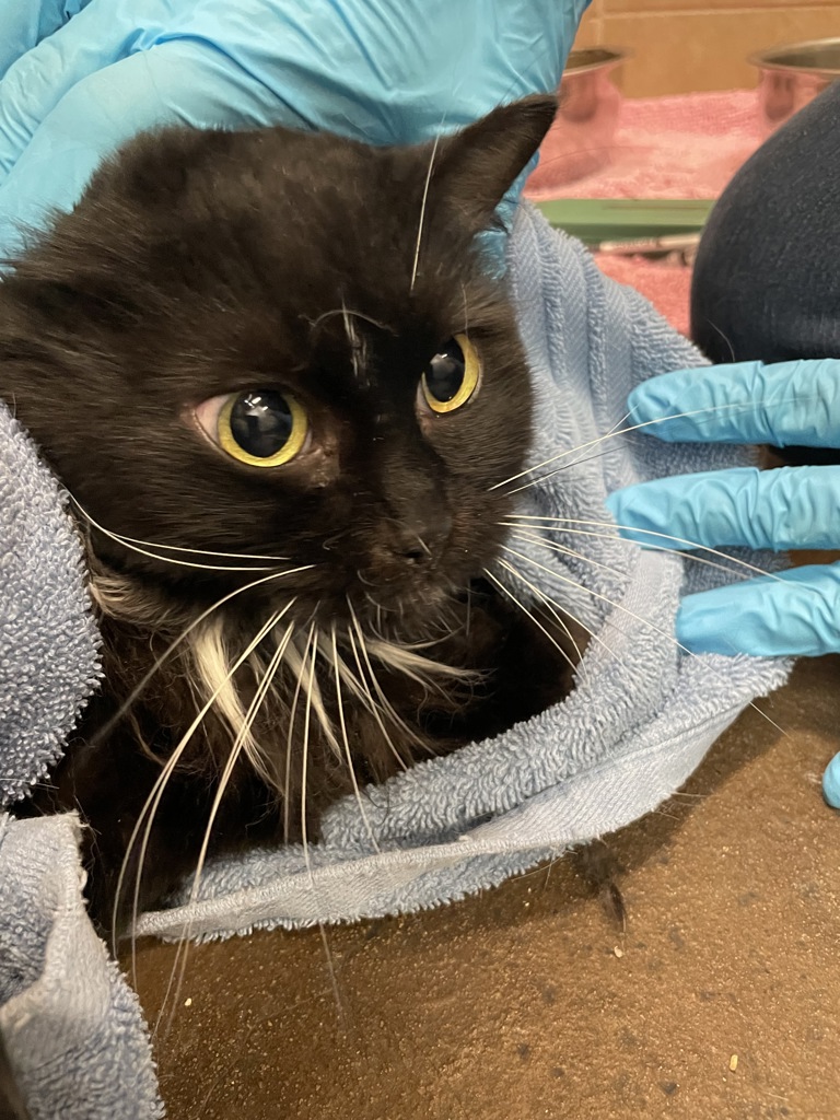 Shelter Stray Female Cat last seen OR, 1700 W Historic Columbia River Hwy, Troutdale, OR 97060, USA