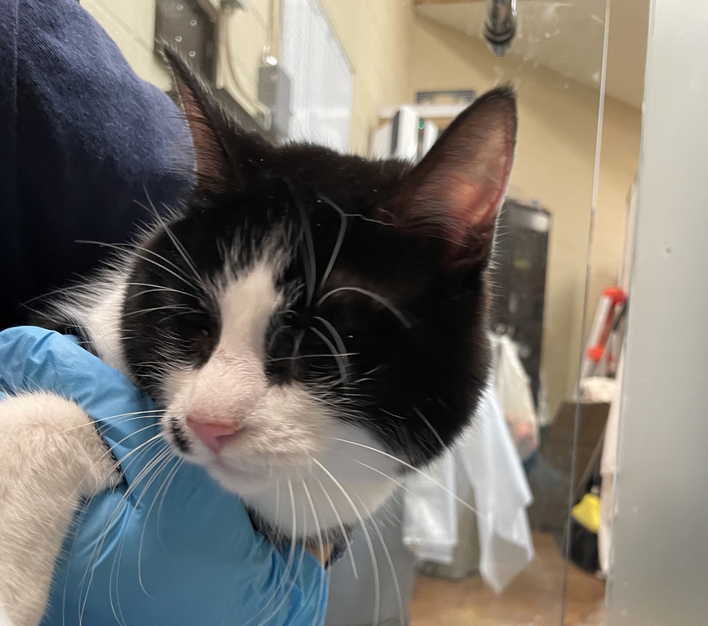 Shelter Stray Female Cat last seen OR, 1700 W Historic Columbia River Hwy, Troutdale, OR 97060, USA