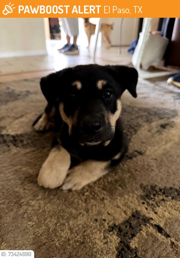 Found/Stray Male Dog last seen Mister carwash, El Paso, TX 79936