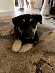 Found/Stray Male Dog last seen Mister carwash, El Paso, TX 79936