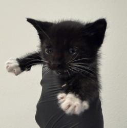 Shelter Stray Male Cat last seen Near Hammond Drive, San Diego, CA, 92123, 5500 Gaines St, San Diego, CA 92110, USA