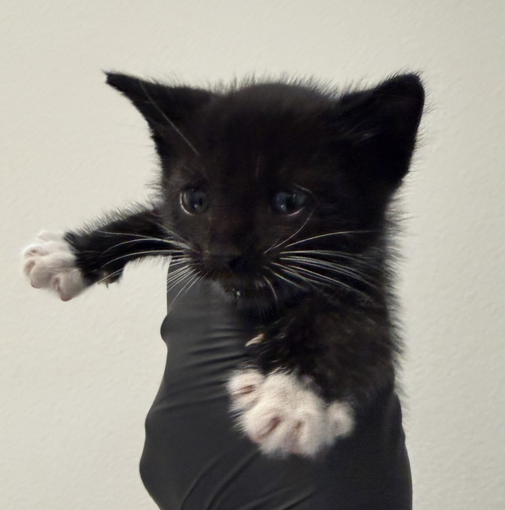 Shelter Stray Male Cat last seen Near Hammond Drive, San Diego, CA, 92123, 5500 Gaines St, San Diego, CA 92110, USA