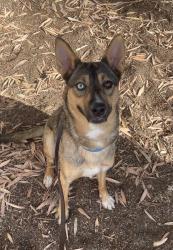 Shelter Stray Female Dog last seen Near Carmel Mountain Road, San Diego, CA, 92129, 5500 Gaines St, San Diego, CA 92110, USA