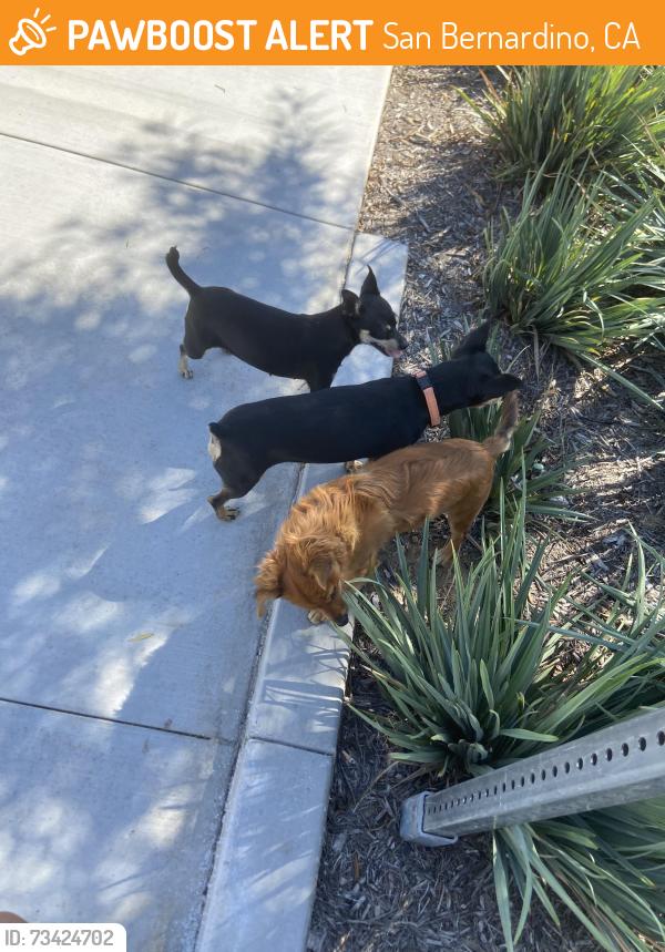 Found/Stray Unknown Dog last seen Nicholson Park in San Bernardino,Ca, San Bernardino, CA 92410