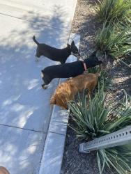 Found/Stray Unknown Dog last seen Nicholson Park in San Bernardino,Ca, San Bernardino, CA 92410
