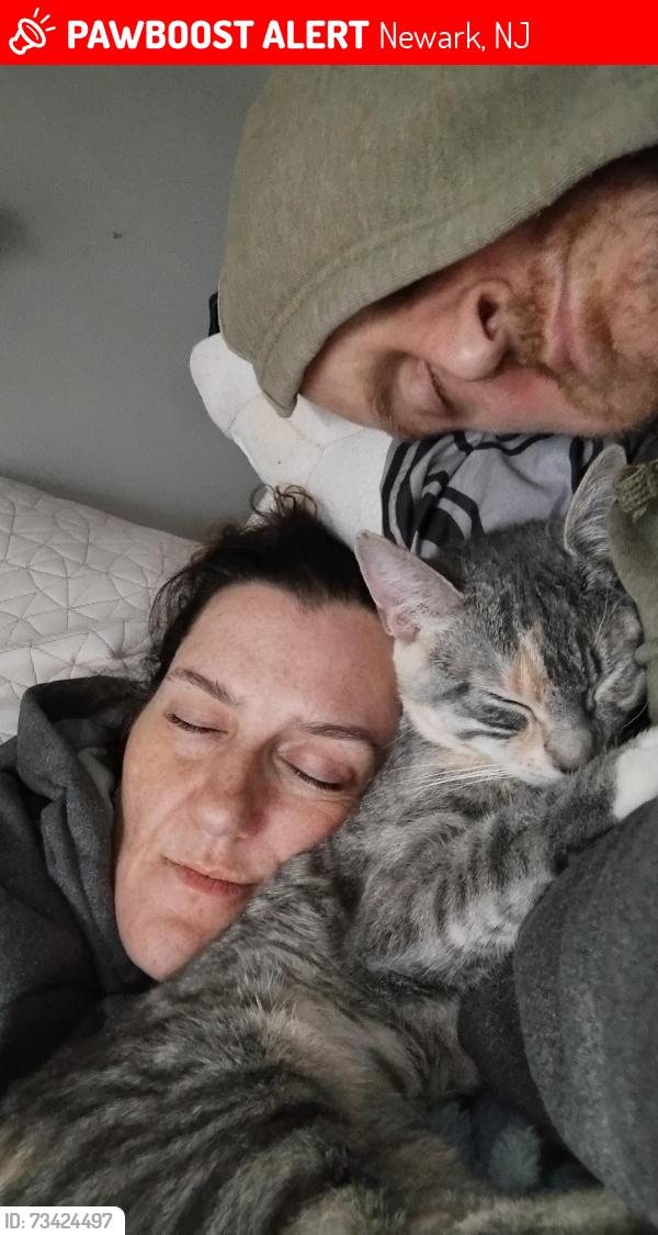 Lost Female Cat last seen Sussex and 9th Ave, Newark, NJ 07107