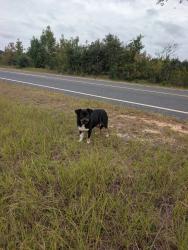 Found/Stray Male Dog last seen Old 421, Harnett County, NC 27546