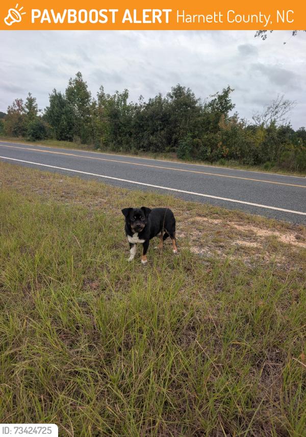 Found/Stray Male Dog last seen Old 421, Harnett County, NC 27546
