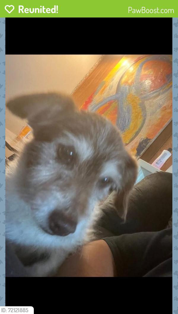 Reunited Male Dog last seen Near E Puente Ave, West Covina, CA 91790, USA, West Covina, CA 91790