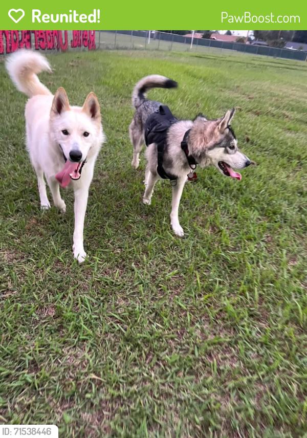 Reunited Male Dog last seen Hollenbeck Ave & W San Bernardino Rd, Covina, CA 91722, USA, Covina, CA 91722