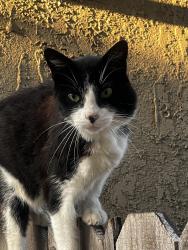 Lost Male Cat last seen Stolen from Yard, Torrance, CA 90502