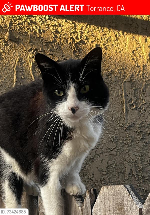 Lost Male Cat last seen Stolen from Yard, Torrance, CA 90502