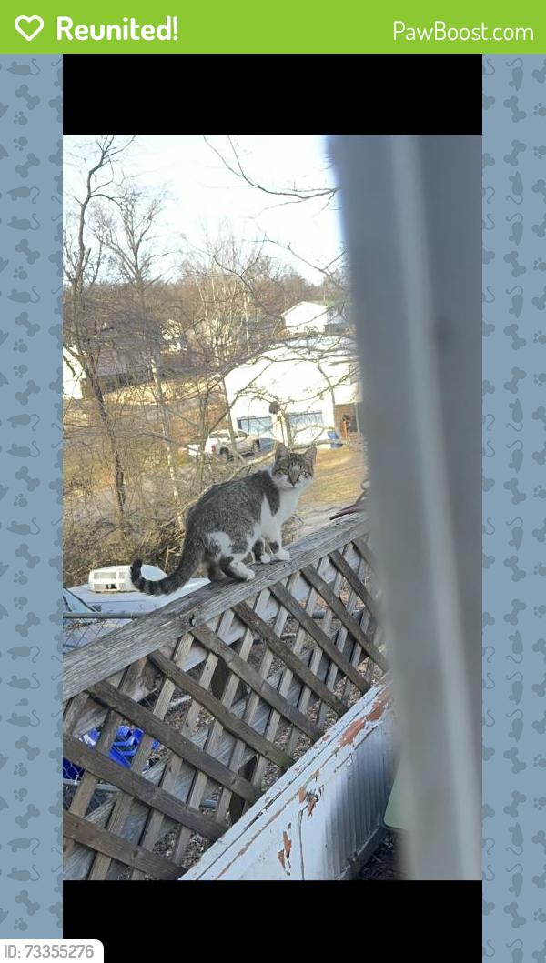Reunited Female Cat last seen Near Urbane Rd NE, Cleveland, TN 37312, USA, Cleveland, TN 37312