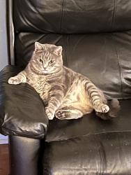 Reunited Male Cat last seen Near Goff Rd, Daniels Run Rd, Floyd County, VA 24072