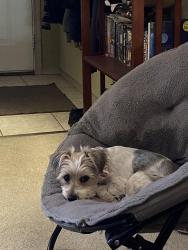 Reunited Female Dog last seen Via Estrada and Calle Aragon, Laguna Woods, CA 92637