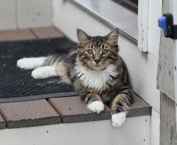 Lost Female Cat last seen Por tacos Lupita, Lowell, MA 01854