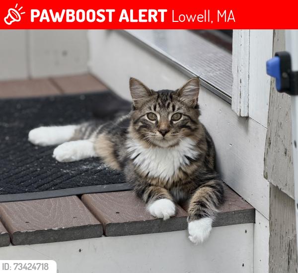 Lost Female Cat last seen Por tacos Lupita, Lowell, MA 01854