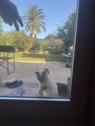 Reunited Female Cat last seen Near Springer Terrace,Los Altos, Los Altos, CA 94024