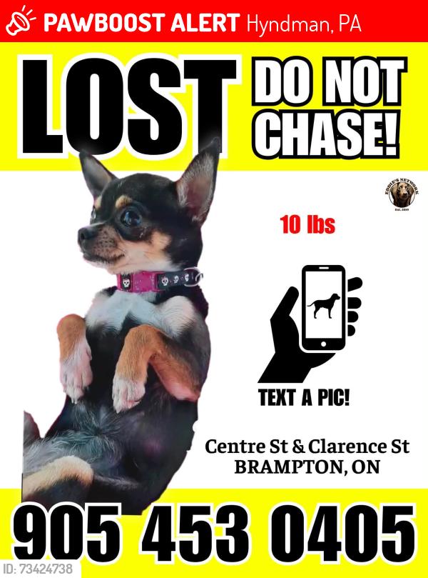 Lost Female Dog last seen Center and Clarence, Hyndman, PA 15545