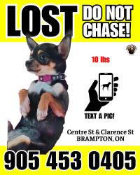 Lost Female Dog last seen Center and Clarence, Hyndman, PA 15545