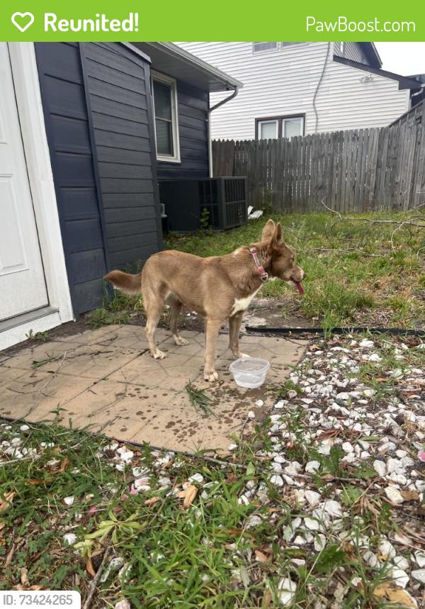 Reunited Unknown Dog last seen Near Frizzell Ave, Norfolk, VA 23502, USA, Norfolk, VA 23502