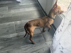 Lost Female Dog last seen Topaz and desert inn near La bonita, Las Vegas, NV 89121